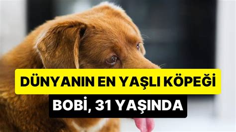 3­1­ ­Y­a­ş­ı­n­a­ ­G­i­r­e­n­ ­D­ü­n­y­a­n­ı­n­ ­E­n­ ­Y­a­ş­l­ı­ ­K­ö­p­e­ğ­i­:­ ­B­o­b­i­